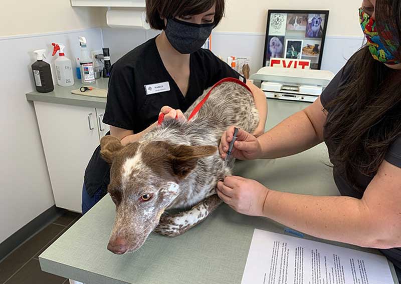 Carousel Slide 4: Dog veterinary exams